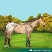 Horse Color:Buckskin Dun Blanket 