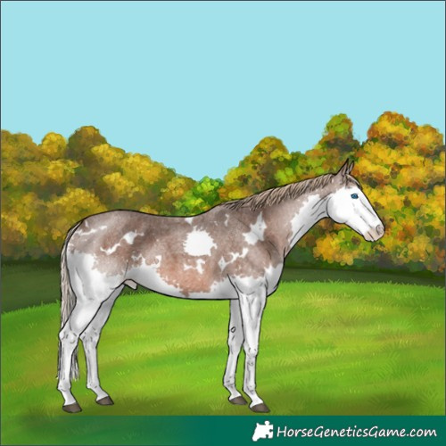 Horse Color:White Spotted Liver Red Roan Splash