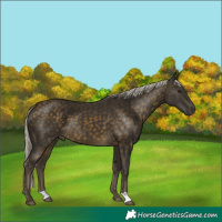 Horse Color:Silver Buckskin 