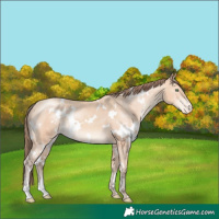 Horse Color:White Spotted Amber Champagne Mushroom Appaloosa 