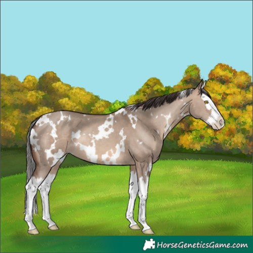 Horse Color:White Spotted Sable Champagne Dun Splash 