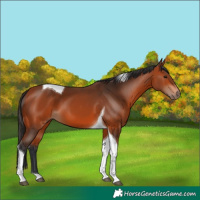 Horse Color:Bay Tobiano 