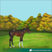 Horse Color:Brown Tobiano 