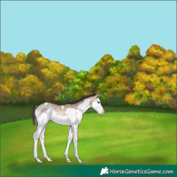 Horse Color:White Spotted Amber Champagne Sabino Splash 