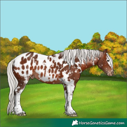 Horse Color:White Spotted Silver Brown Appaloosa Rabicano 