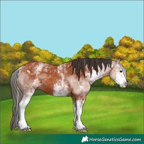Horse Color:White Spotted Bay Sabino 