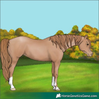 Horse Color:Chocolate Black Pearl 