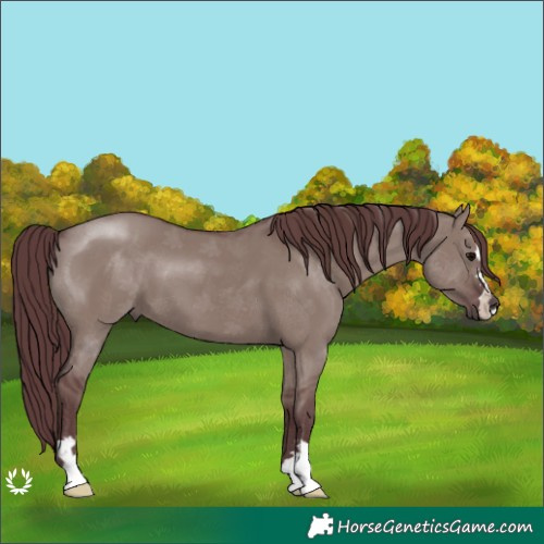 Horse Color:Chocolate Grullo 
