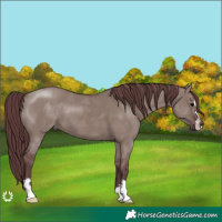 Horse Color:Chocolate Grullo 