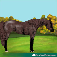 Horse Color:Void Chocolate Black Sabino Splash 