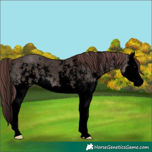 Horse Color:Void Chocolate Grullo Sabino Splash Appaloosa