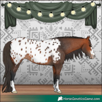 Horse Color:Bay Appaloosa