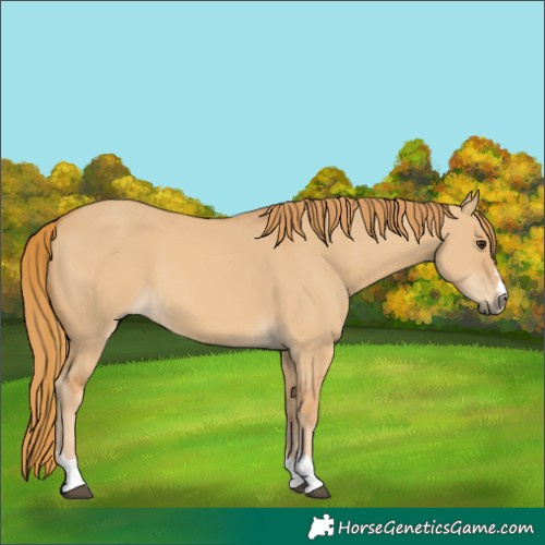 Horse Color:Red Dun 
