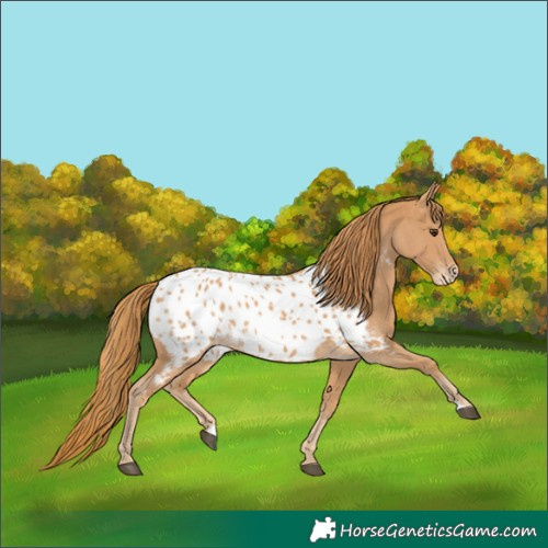 Horse Color:Chestnut Appaloosa 