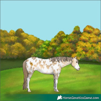 Horse Color:Buckskin Dun Sabino Appaloosa