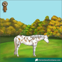 Horse Color:Buckskin Dun Sabino Appaloosa 