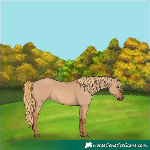 Horse Color:Red Dun