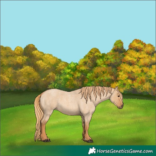 Horse Color:Red Dun Roan 