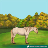 Horse Color:Red Dun Roan