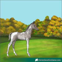 Horse Color:Silver Blue Roan Tobiano Rabicano 