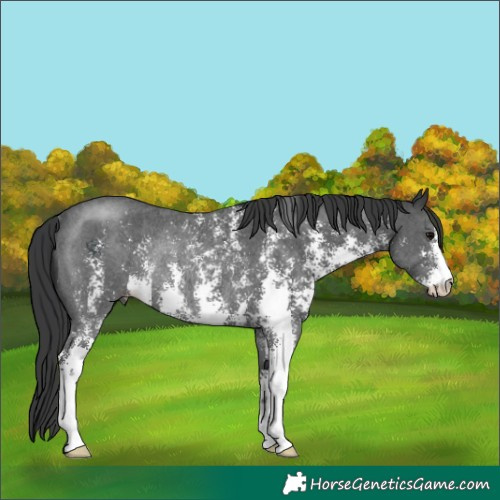 Horse Color:Black Sabino Rabicano 