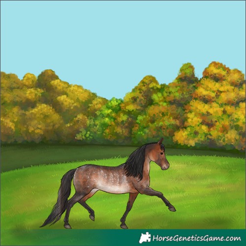 Horse Color:Brown Rabicano 