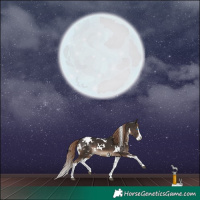 Horse Color:White Spotted Liver Chestnut Splash 
