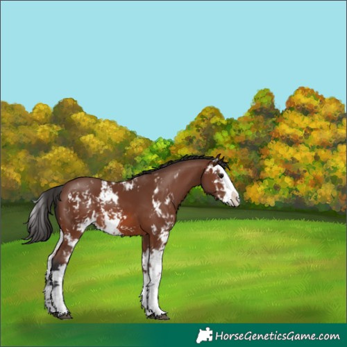 Horse Color:Brown Sabino 