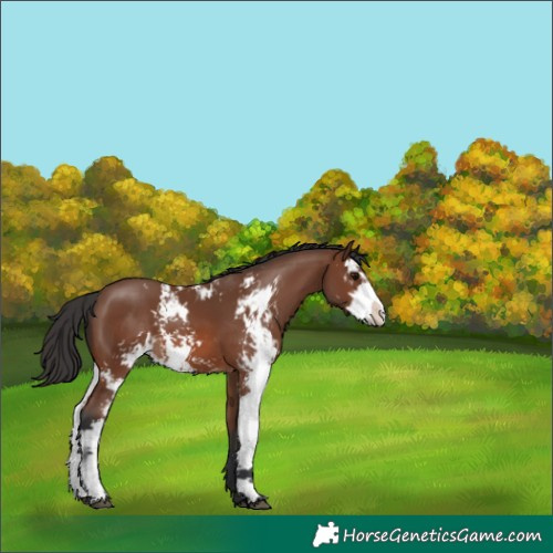 Horse Color:Brown Sabino 