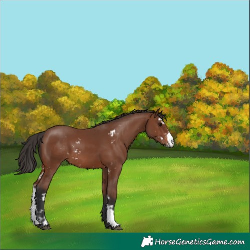Horse Color:Brown Sabino 