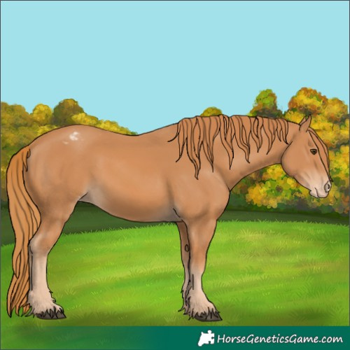 Horse Color:Chestnut Appaloosa