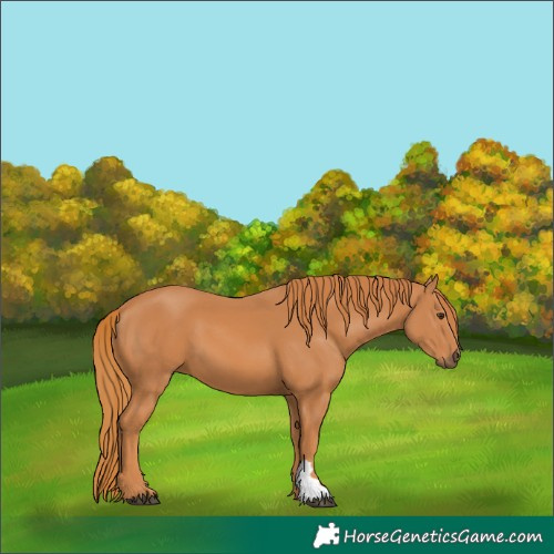 Horse Color:Chestnut 