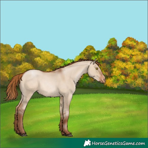 Horse Color:Brown Pearl Dun Sabino Appaloosa 