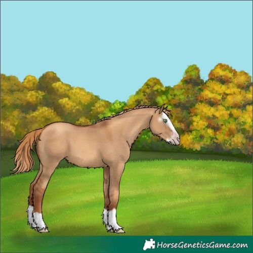 Horse Color:Gray Gold Champagne Dun Sabino Splash