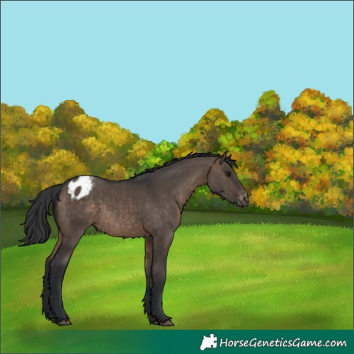Horse Color:Brown Dun Appaloosa 