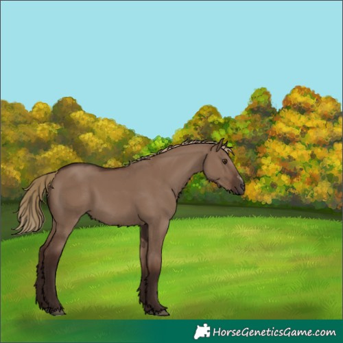 Horse Color:Liver Red Dun Sabino 