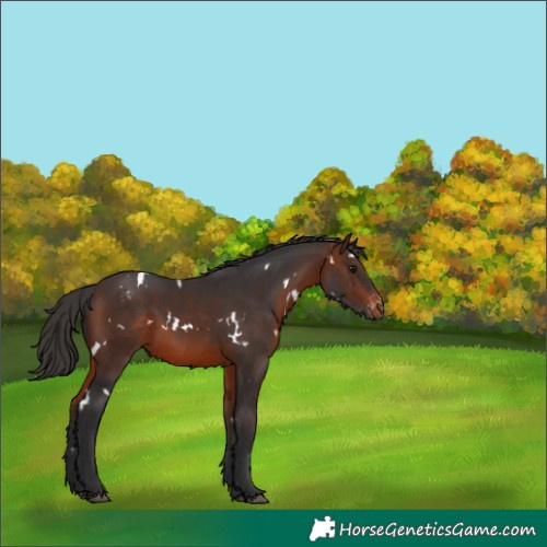Horse Color:White Spotted Brown Appaloosa