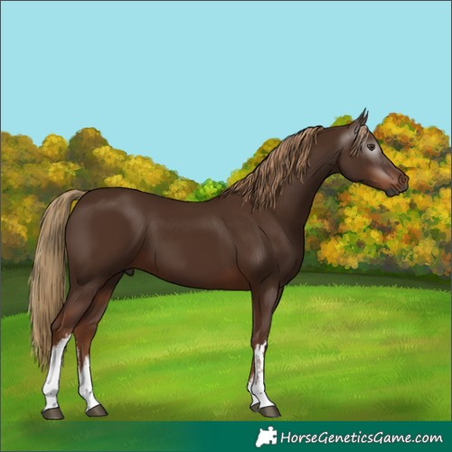 Horse Color:Gray White Spotted Chestnut 