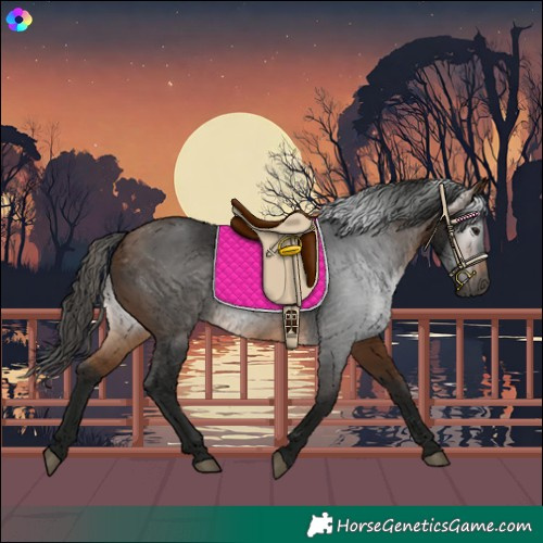 Horse Color:Gray White Spotted Buckskin 