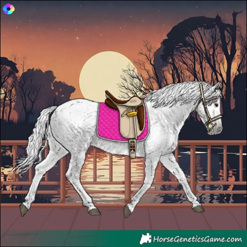 Horse Color:Gray White Spotted Buckskin 