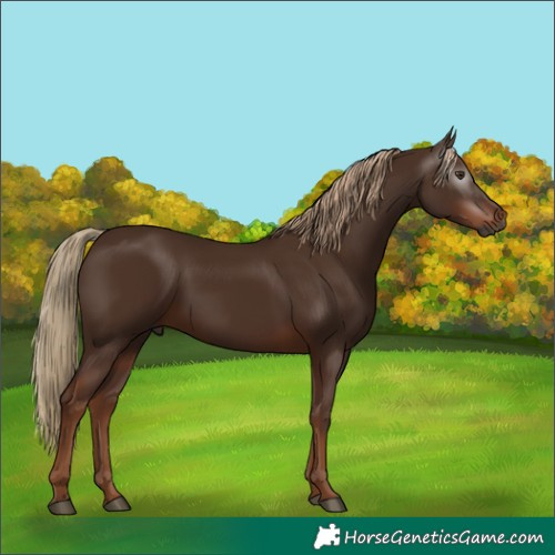 Horse Color:Gray White Spotted Chestnut 