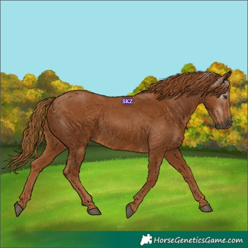 Horse Color:Gray Chestnut 
