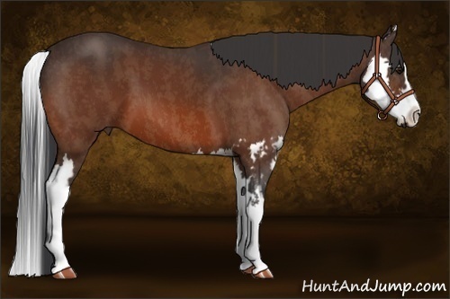 Horse Color:Bay Splash Frame  Brindle