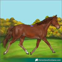 Horse Color:Chestnut 