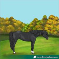 Horse Color:Black 