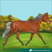 Horse Color:Silver Bay 