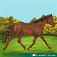 Horse Color:Chestnut 