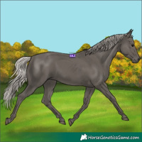 Horse Color:Silver Black 
