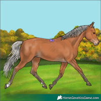 Horse Color:Silver Bay 