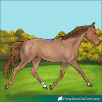 Horse Color:Red Roan 